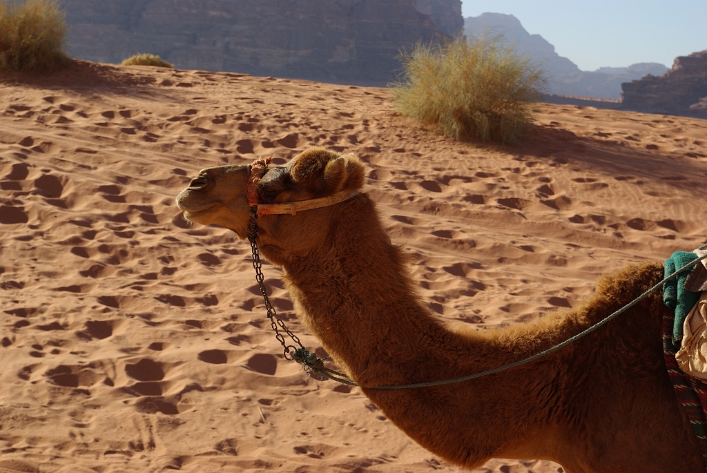 IMGPb1179.JPG - Wadi Rum transportation